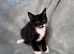 3 beautiful kittens looking for homes