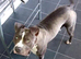 Staffy