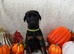 EuropeanDobermanPuppies