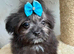 Korean MALTIPOM puppies