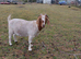 Boar Goats For Sale