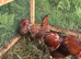 Blue Laced Wyndotte Hatching Eggs