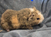 Piggies of all kind x