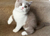 British shorthair kittens