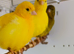 Fife Canaries various colours available for sale