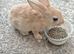 Mini rex babies