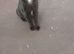 Black British shorthair 1year old female