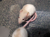 Siamese baby rats