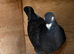 Black coloured racer pigeon 2026 RPRA ring
