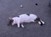 2 tabby kittens