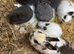 2 male Netherland dwarfs for sale