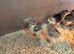FREE CHICKS ! Hatched 20th July