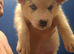 2 female siberian husky pups