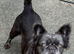 Ziggy is urgently looking for a new home