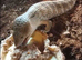 Blue tongue skink juvenile