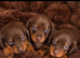Miniature dachshund puppies