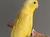 Stunning Parrotlet for rehome