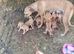 4 Lurcher puppys remaining