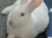 Lovely REW doe available