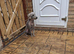 Bedlington whippet dog