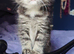 Pretty kittens for sale.