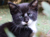 Beautiful mixed breed kittens for sale
