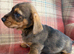 Ready to go Schnoxie pups ,