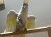 Lovely Stunning Ducorp Cockatoo Parrot