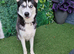 2 x huskys &pound;600 ono