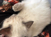 Purebred ragdoll
