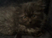 Perdoll kittens ready now