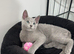 Loving, cuddly pedigree Russian Blue