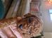 KC registered miniature poodles
