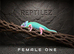 CHAMELEONS