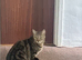 3 beautiful kittens looking for new loving homes