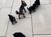 Tiny Yorkshire Terriers