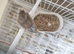 High Quality Raza jaspe Canaries – UK Champion Bloodlines