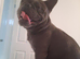Male French bull dog