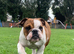 Beautiful Kc Reg British Bulldog Red & White Female