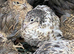 Chinese quails