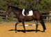 15.3hh chunky tb gelding