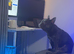 Blue male French bulldog 18 months