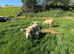 Lleyn Ewes & Lambs