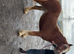 Traditional cob filly