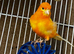 I have one pair red Canary for sale