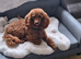 Red kc registered import red miniatue poodle male