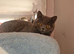 2 British shorthair blue sisters