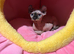 Beautiful female  Sphynx kitten looking for forever home