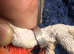 Baby African grey eight months old