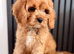 One Adorable miniature F1 red Cavapoo male